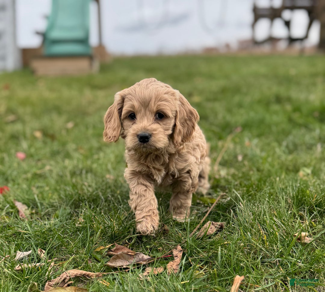 Cockapoo dogs for sale: Luna - Ad 2