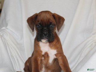 Boxer dogs Frankie - Ad 23