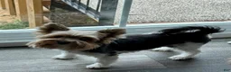 Biewer Terrier dogs for sale: Biewer Terrier Puppy 1 - Ad 13