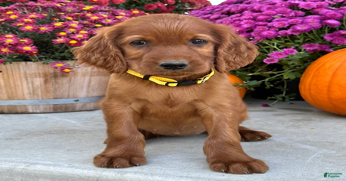 Irish Setter Puppies for sale in Richmond, Virginia | Lancaster Puppies