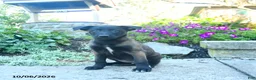 Belgian Malinois dogs for sale: Athena - Ad 3