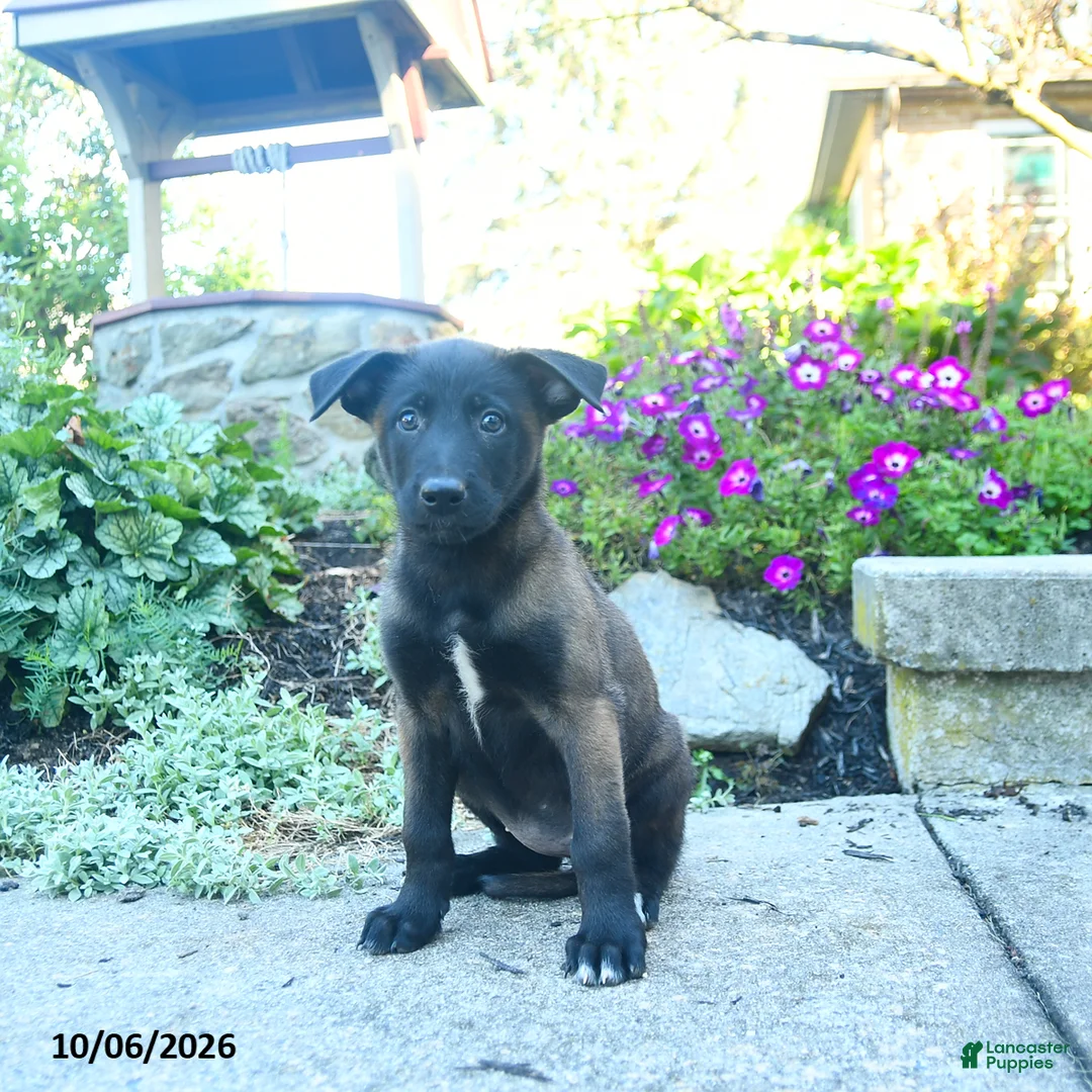 Belgian Malinois dogs for sale: Athena - Ad 3