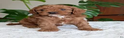 Cavapoo dogs for sale: Myles - Ad 6