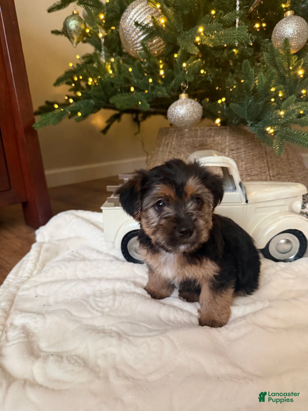 Mixed Breed dogs for sale: Chuck - Ad 3