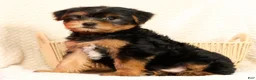 Yorkshire Terrier dogs for sale: Connor - Ad 2