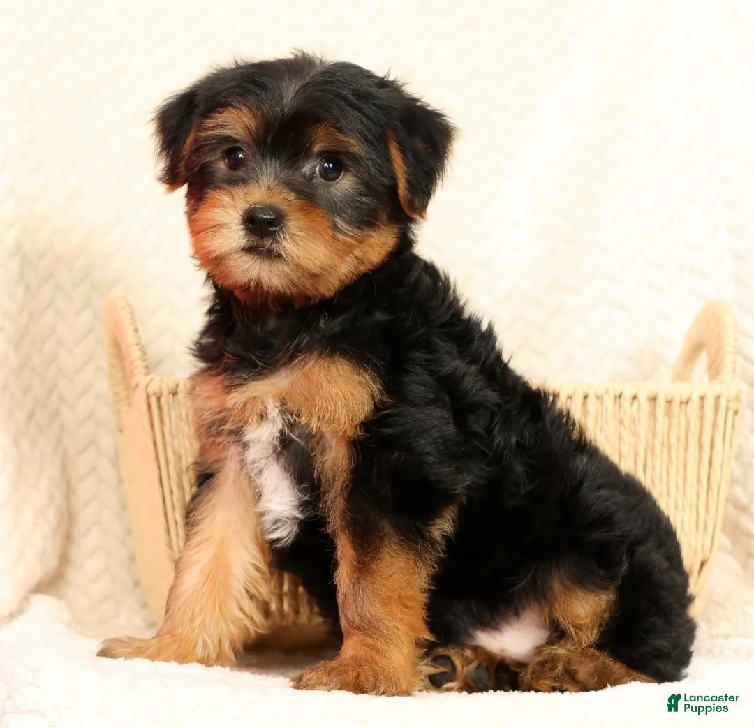 Yorkshire Terrier dogs for sale: Connor - Ad 2