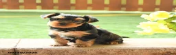 Yorkshire Terrier dogs for sale: Gracie - Ad 5