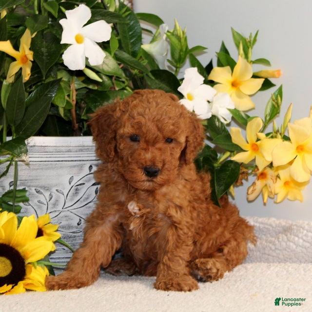 Mini Goldendoodle dogs for sale: Vlad - Ad 1