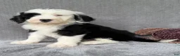 Sheepadoodle dogs for sale: Bear - Ad 2