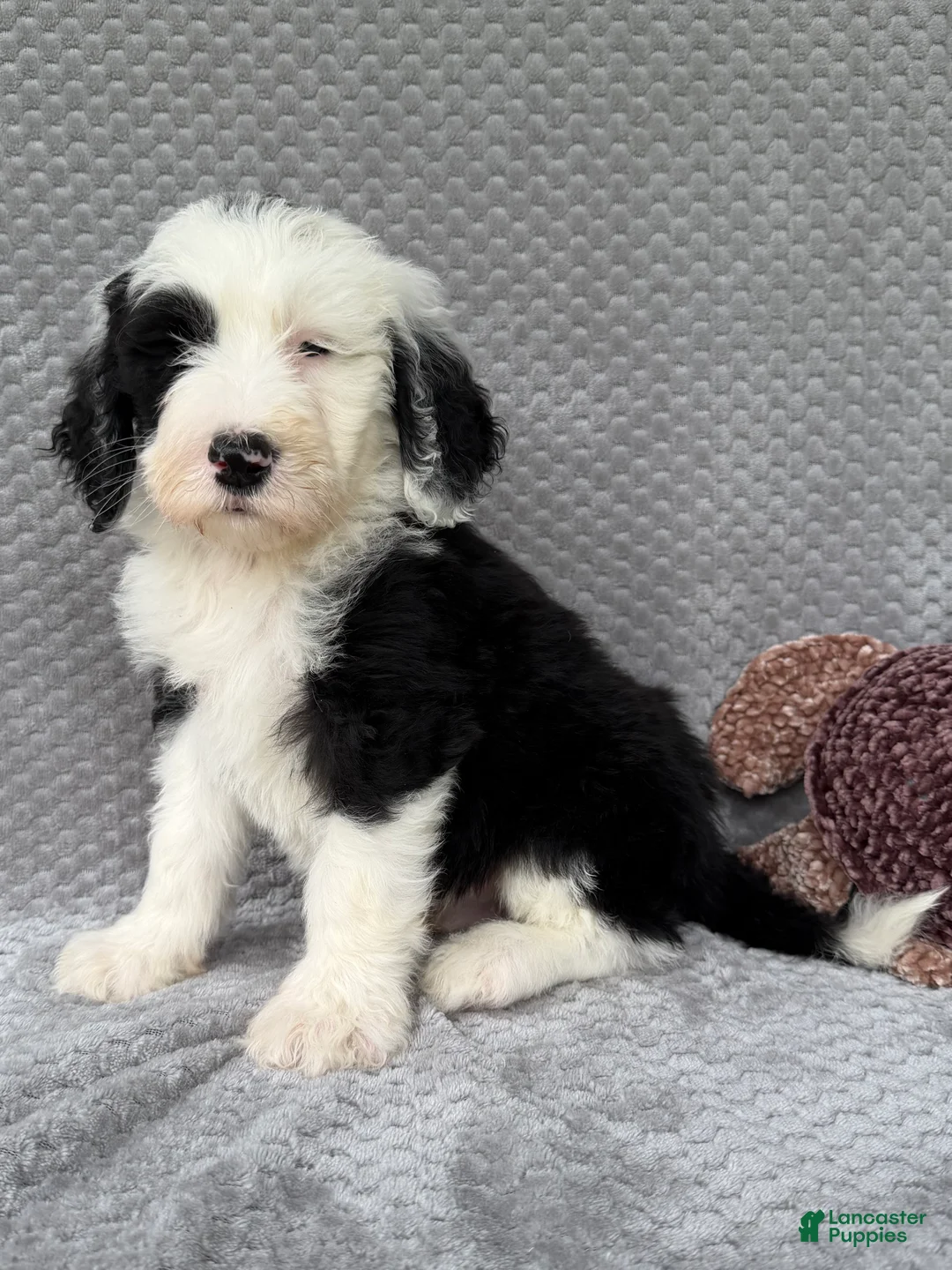 Sheepadoodle dogs for sale: Bear - Ad 2