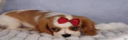 Cavalier King Charles Spaniel dogs for sale:  Nugget🐾 - Ad 14