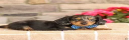 Miniature Dachshund dogs for sale: Miles - Ad 3