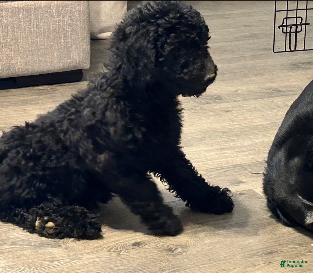 Mixed Breed dogs for sale: Duke - Ad 2