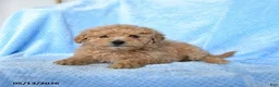 Miniature Poodle dogs for sale: Scout - Ad 1