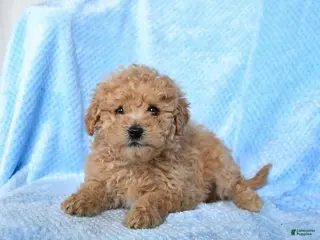 Miniature Poodle dogs for sale: Scout - Ad 4