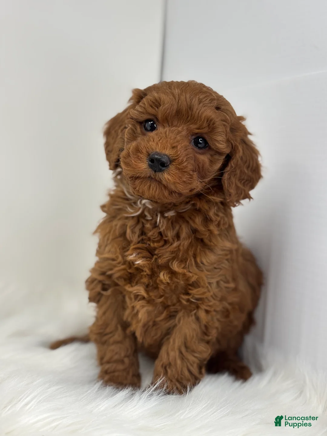 Mini Goldendoodle dogs for sale: Griffin - Ad 4
