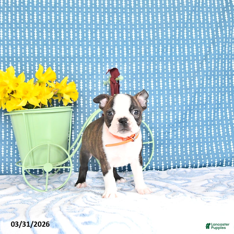 Boston Terrier dogs Paulas  - Ad 1