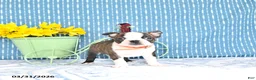 Boston Terrier dogs for sale: Paulas  - Ad 1
