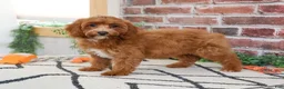 Cavapoo dogs for sale: Illius - Ad 5