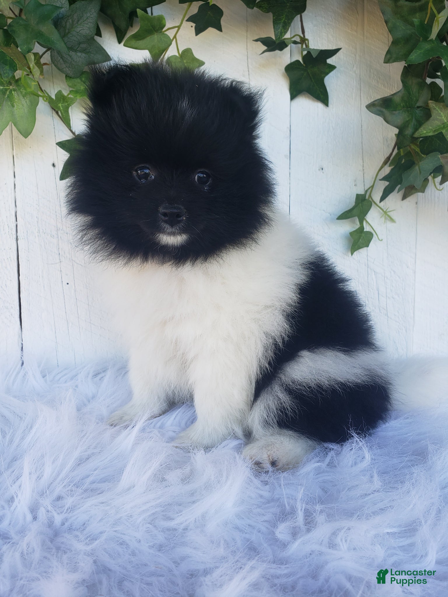 Pomeranian dogs for sale: Teddy  - Ad 5