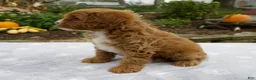Cavapoo dogs for sale: Tessa - Ad 7