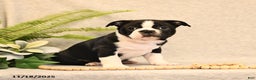 Boston Terrier dogs for sale: Morris - Ad 4