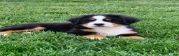 Bernese Mountain Dog dogs for sale: BoBo - Ad 3