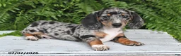 Dachshund dogs for sale: Gregory - Ad 2
