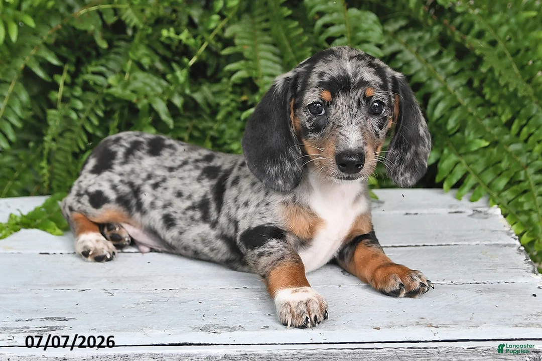 Dachshund dogs for sale: Gregory - Ad 2