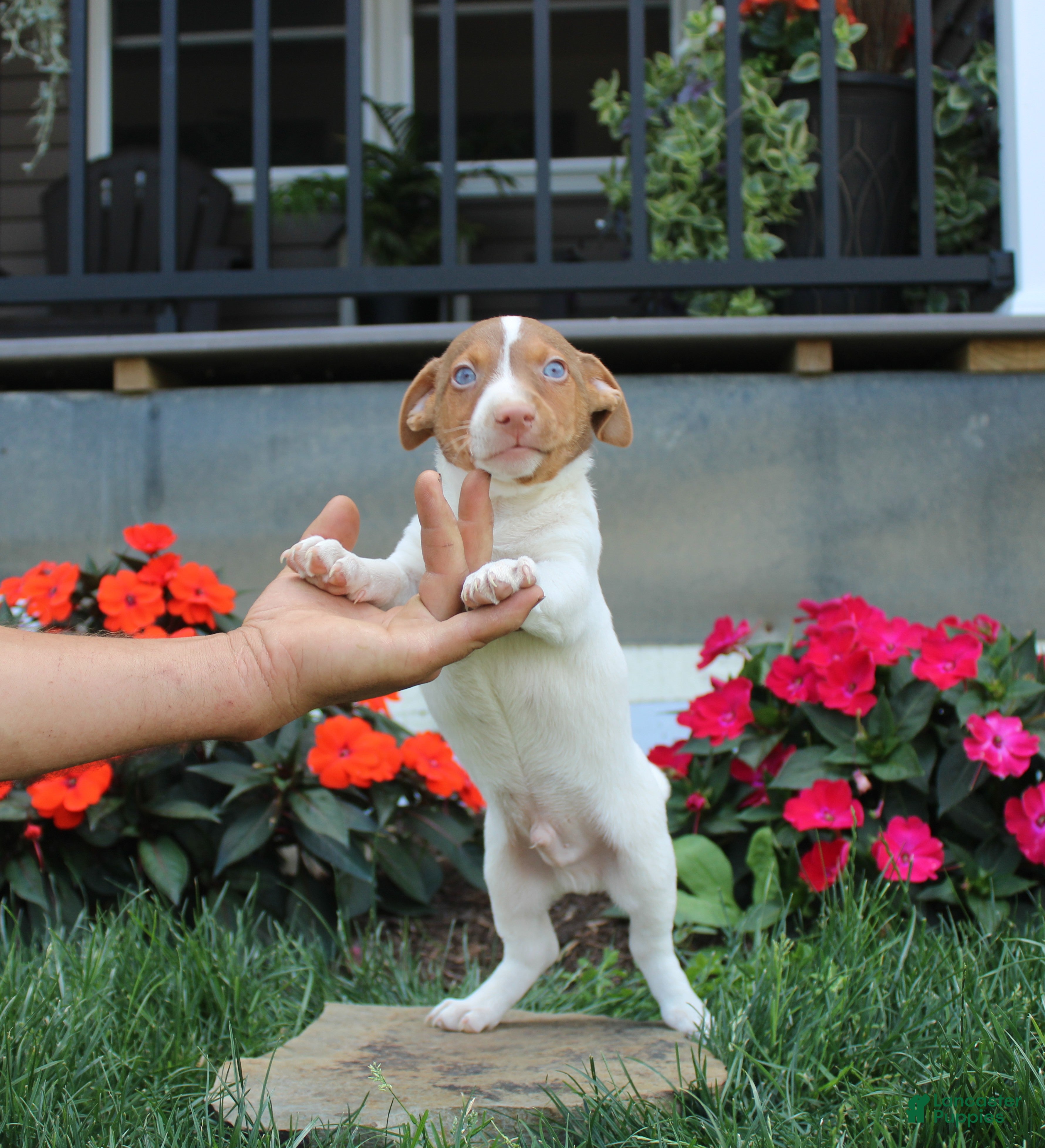 Jack Russell Terrier dogs Spot - Ad 13