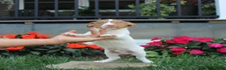 Jack Russell Terrier dogs for sale: Spot - Ad 1