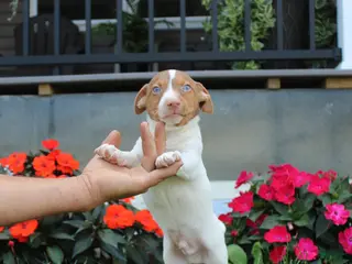 Jack Russell Terrier dogs Spot - Ad 13