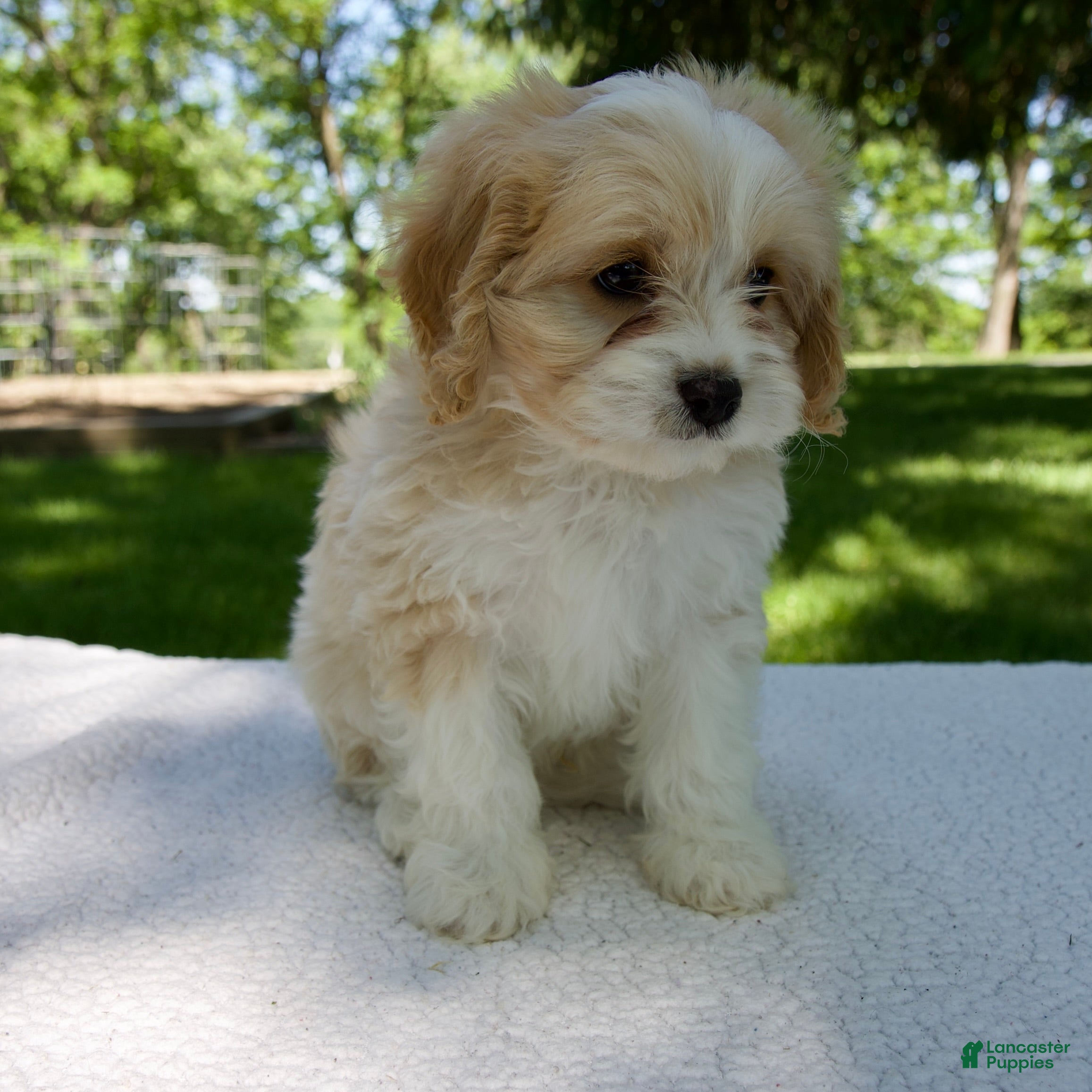 Cavapoo dogs for sale: Elvis - Ad 6