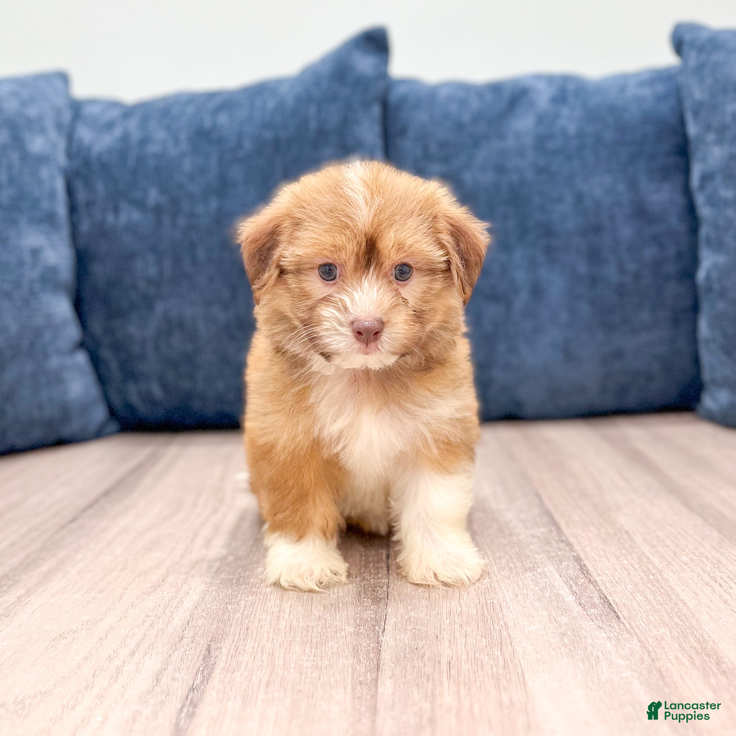 Havanese dogs Emily - Ad 1