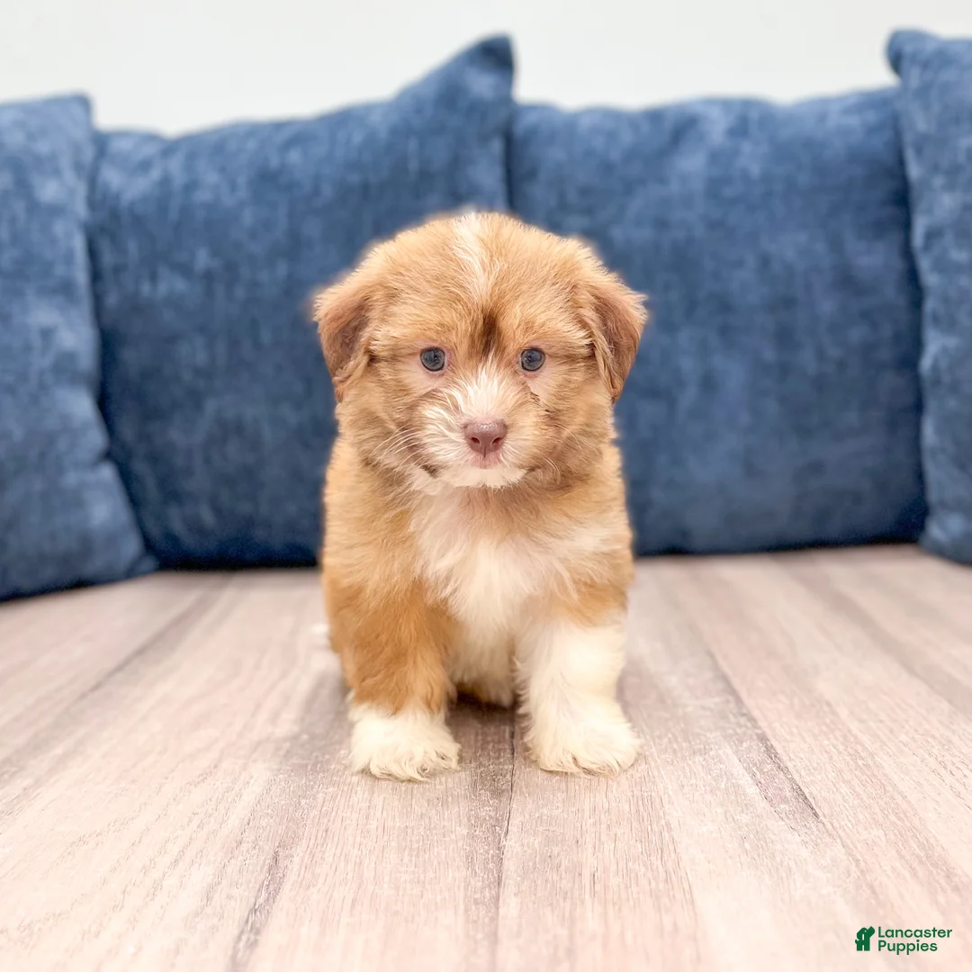 Havanese dogs for sale: Emily - Ad 1