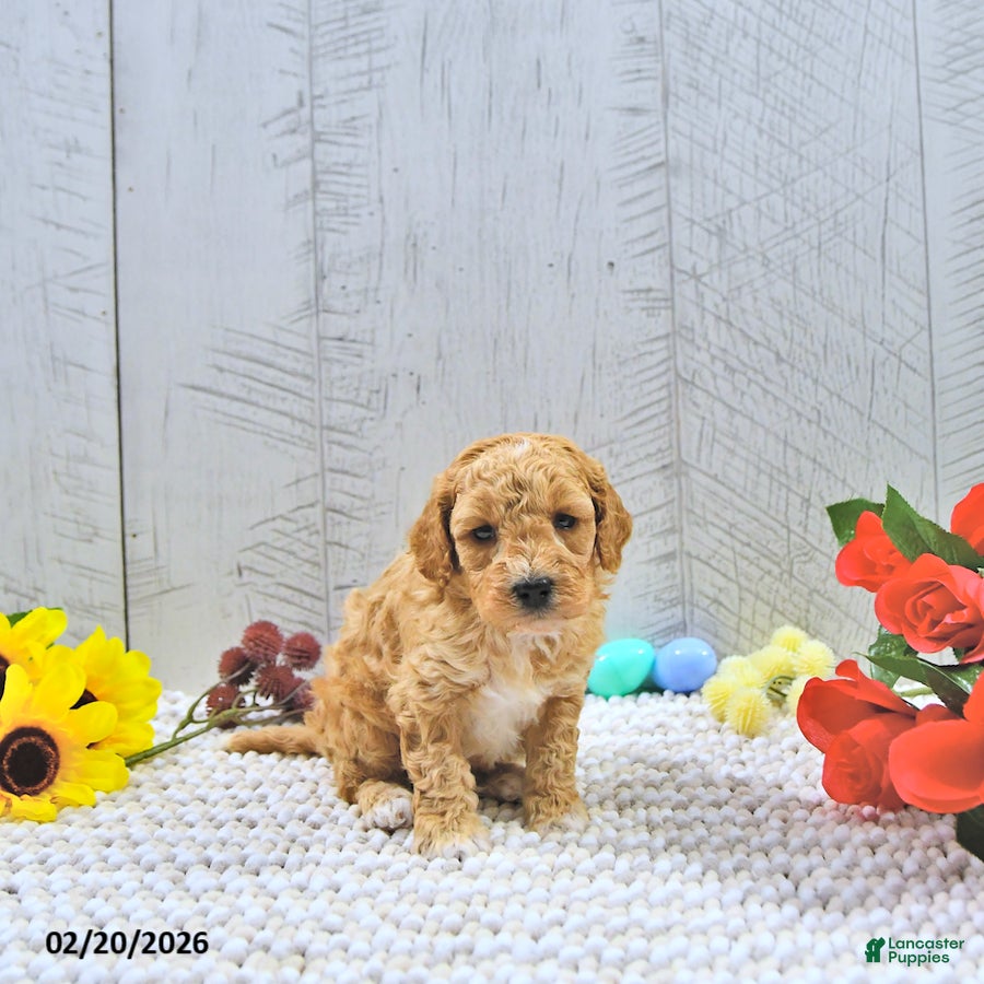 Mini Goldendoodle dogs Beau - Ad 2