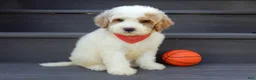 Mini Goldendoodle dogs for sale: Gus (medium) - Ad 6