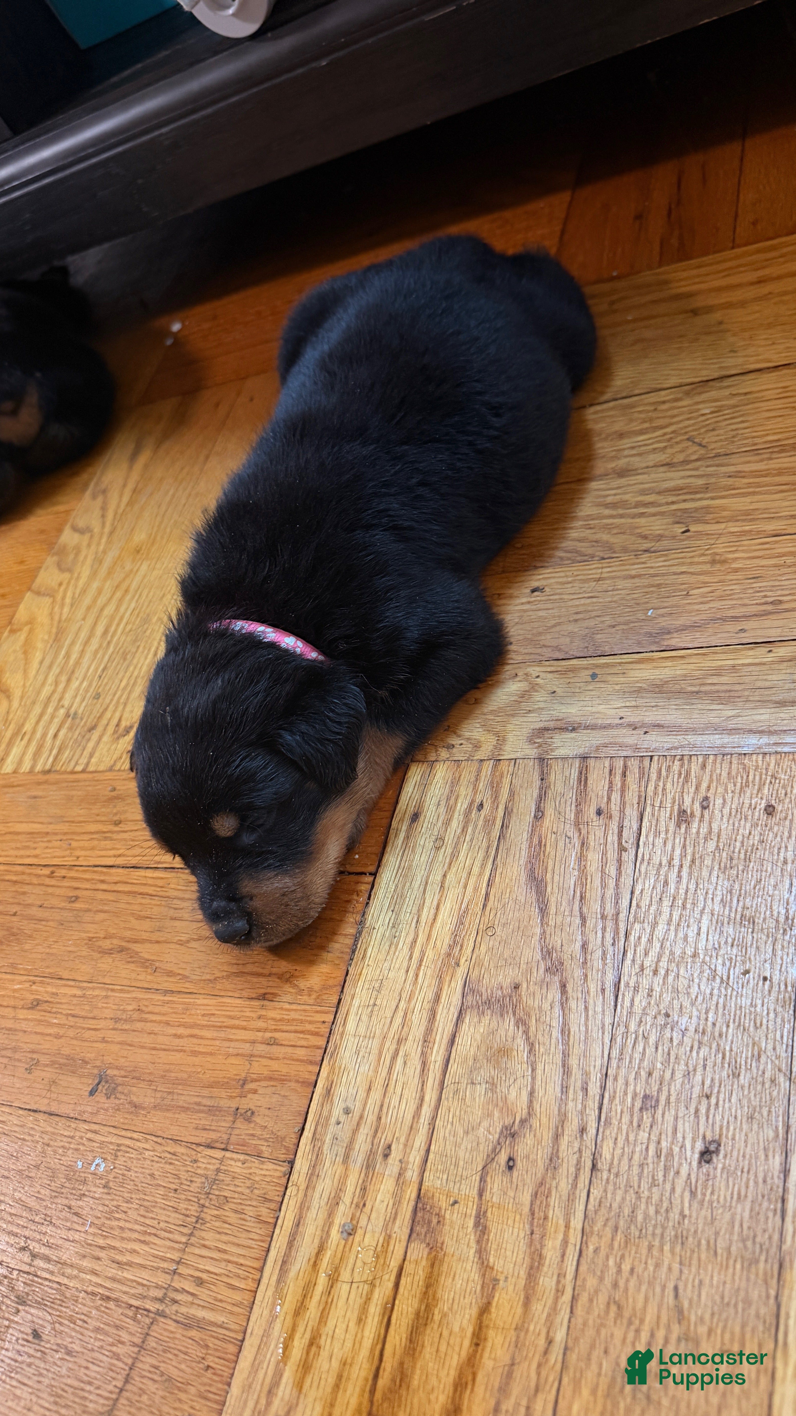 Rottweiler dogs Lola - Ad 5