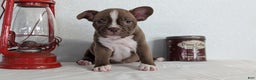 Frenchton dogs for sale: Lando - Ad 5
