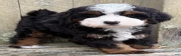 Mini Bernedoodle dogs for sale: 💚IN BOSTON MASSACHUSETTS AREA💚TRADITIONAL TRI COLOR💚MINI BERNEDOODLE BOY💚 - Ad 2