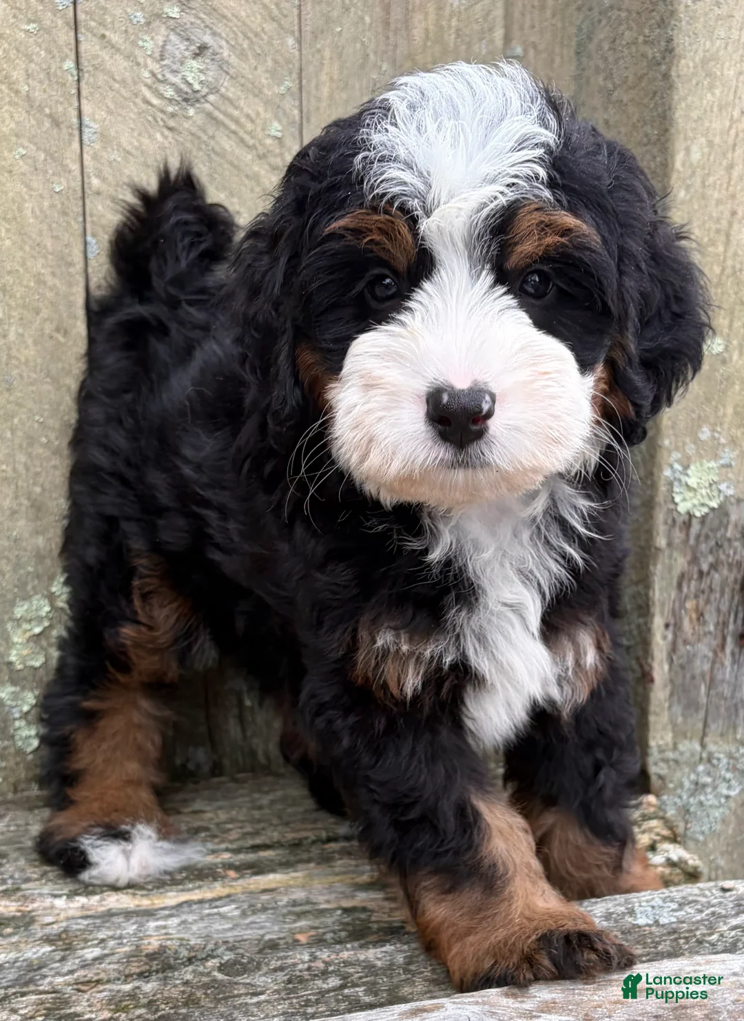 Mini Bernedoodle dogs for sale: 💚IN BOSTON MASSACHUSETTS AREA💚TRADITIONAL TRI COLOR💚MINI BERNEDOODLE BOY💚 - Ad 2