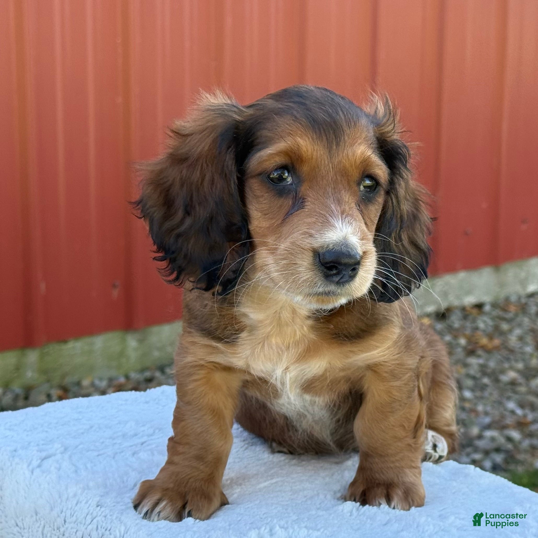 Miniature Dachshund dogs for sale: Nash - Ad 2