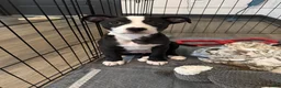 American Pit Bull Terrier dogs for sale: Mookie - Ad 6