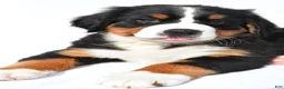 Bernese Mountain Dog dogs for sale: Paige - Ad 4