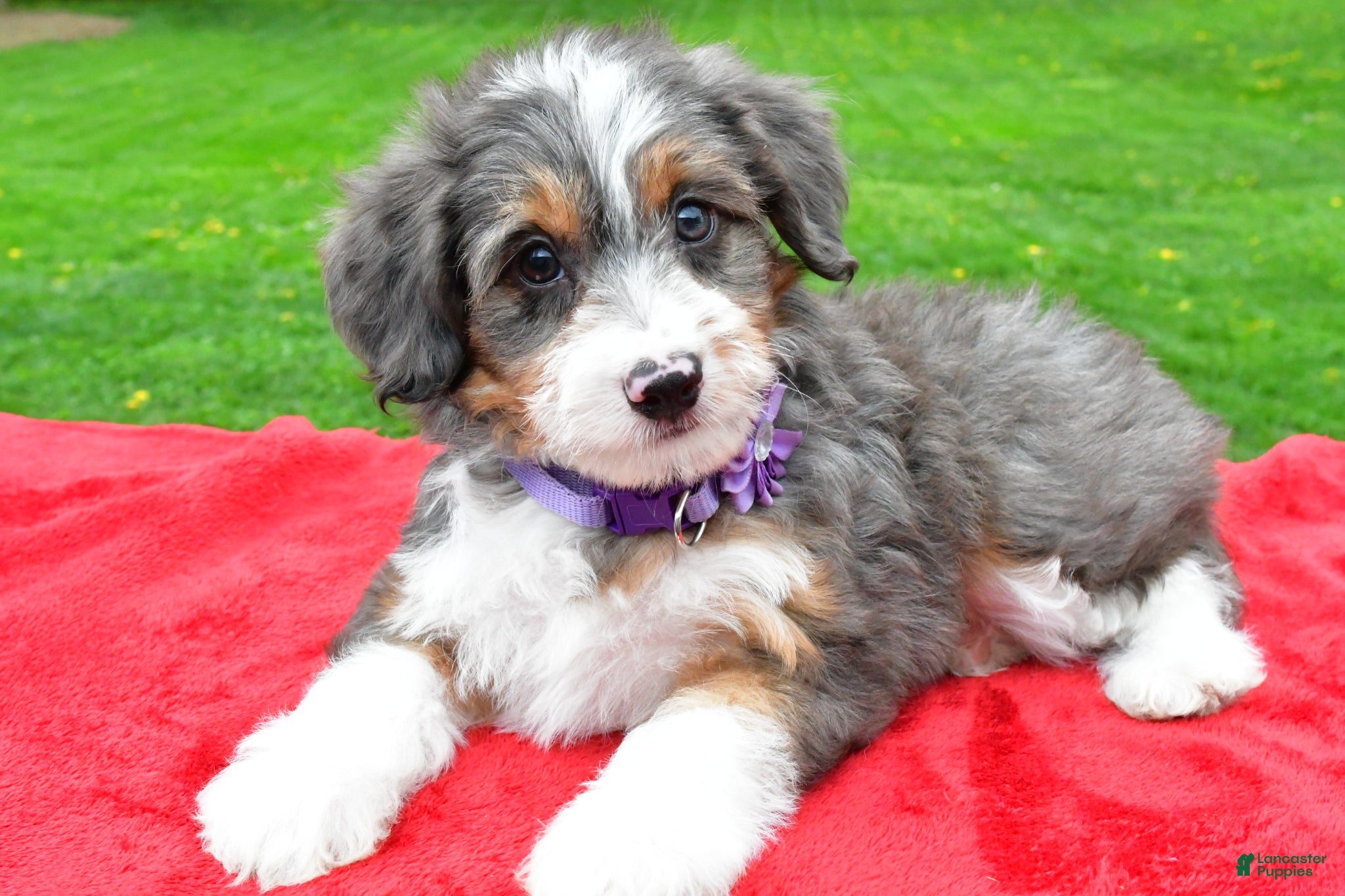 Mini Aussiedoodle dogs Megan - Ad 1