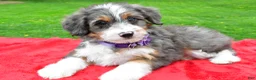 Mini Aussiedoodle dogs for sale: Megan - Ad 1