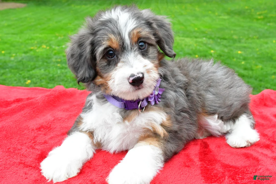 Mini Aussiedoodle dogs for sale: Megan - Ad 1