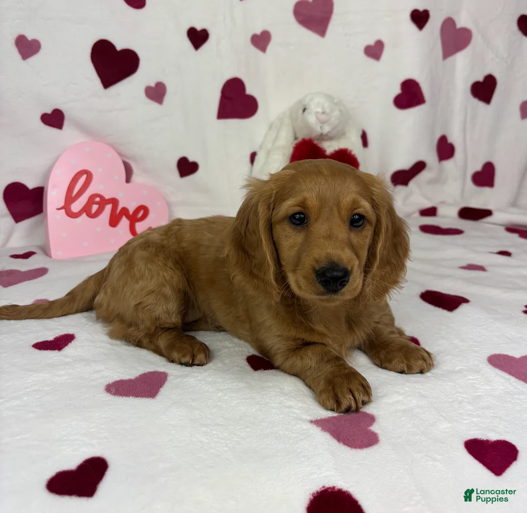 Miniature Dachshund dogs for sale: Delilah  - Ad 4