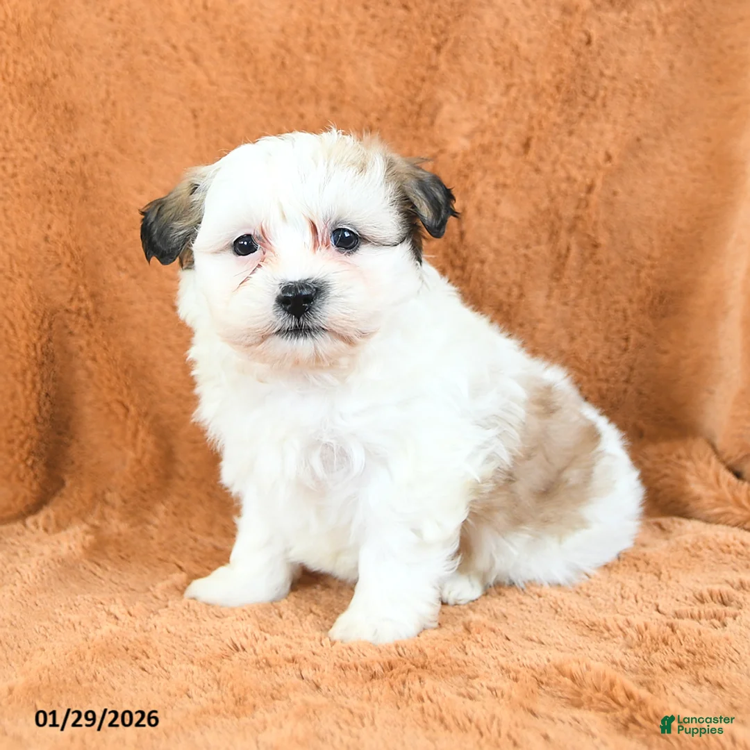 Teddy Bear dogs for sale: Nutmeg - Ad 2