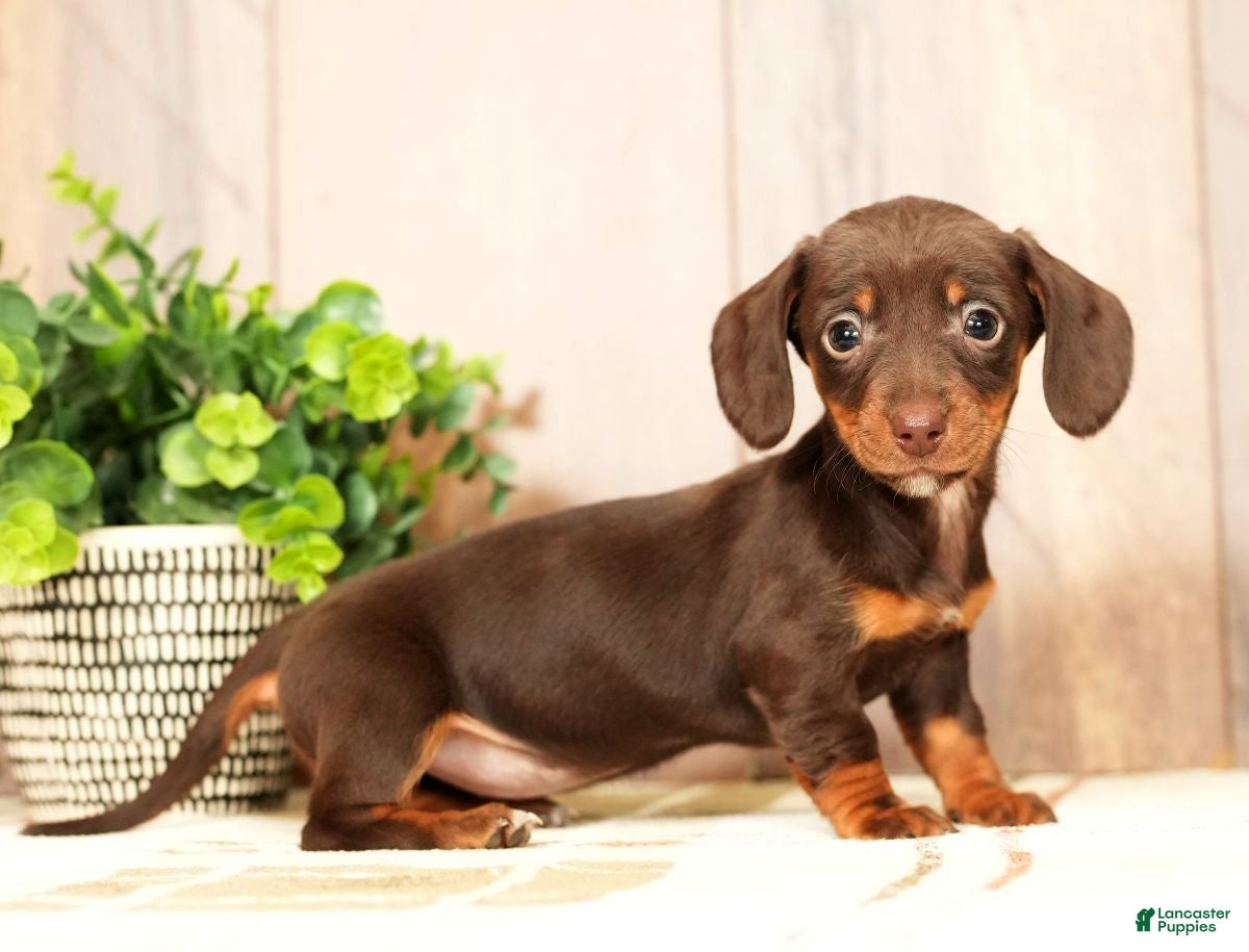 Miniature Dachshund dogs Mia - Ad 19
